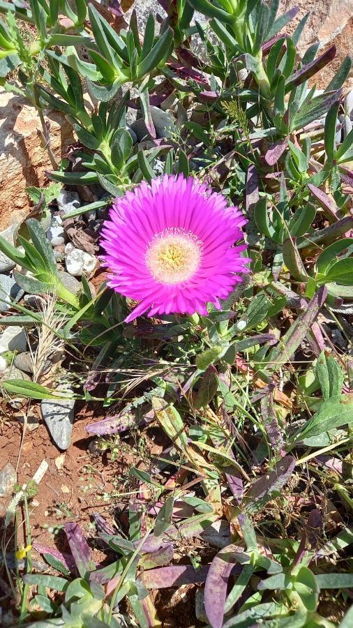 לוקורוטונדו L'Alba Della Tavernetta מראה חיצוני תמונה